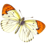 animal-2028155_1280 (1)